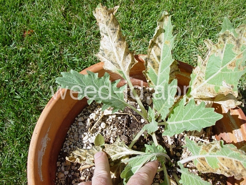 henbane, black